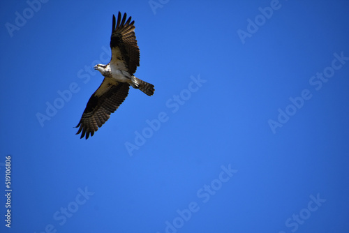 Feathered Osprey With Markings on His Wings