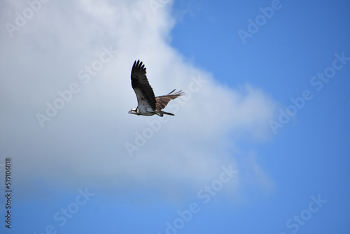 Lovely Raptor Flying in the Sky While Hunting