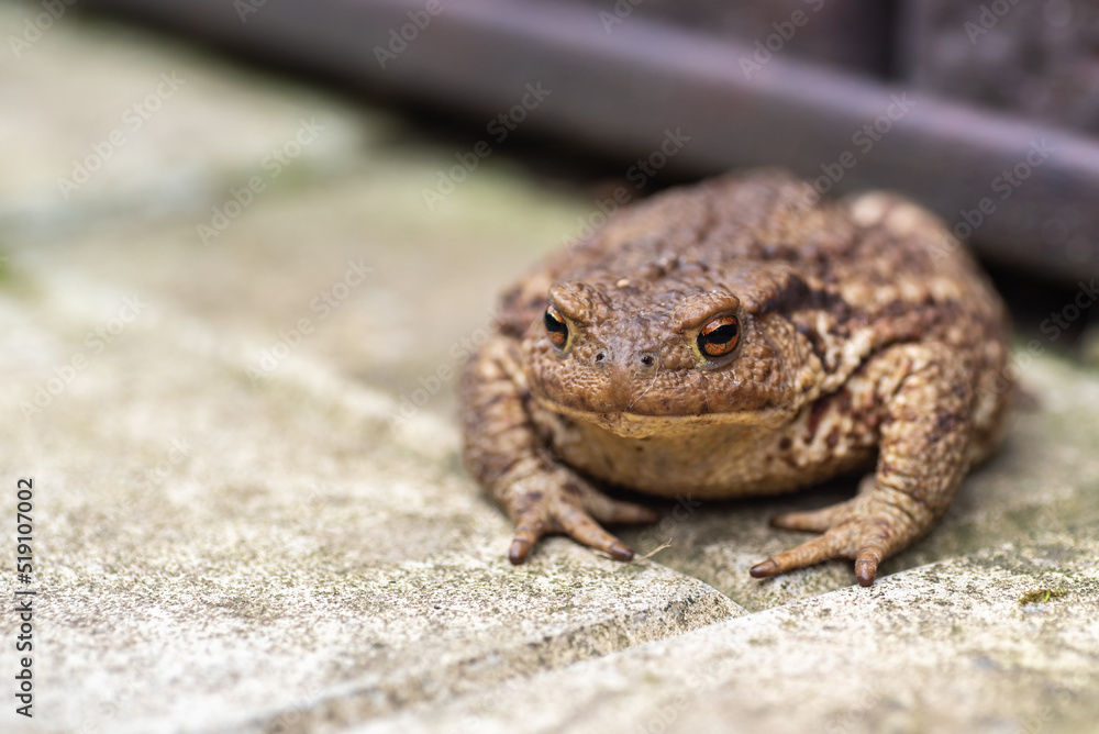 Ground toad close-up sitting on a stone, natural lighting Ground toad close-up sitting on a stone, natural lighting