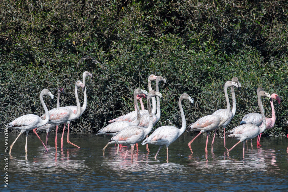 A flock of greater flamingo (Phoenicopterus roseus) seen in the wetlands near Airoli in New Bombay in Maharashtra, India A flock of greater flamingo (Phoenicopterus roseus) seen in the wetlands near Airoli in New Bombay in Maharashtra, India