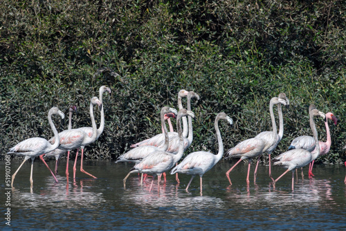 A flock of greater flamingo  Phoenicopterus roseus  seen in the wetlands near Airoli in New Bombay in Maharashtra  India