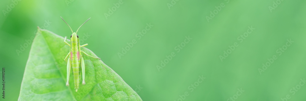 Grasshopper in the grass- close up view Grasshopper in the grass- close up view