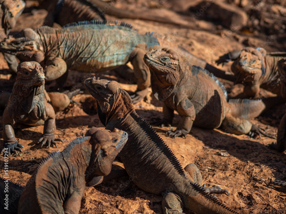 Fototapeta premium Brown iguanas in the wild, nature park. Lizard colony, close-up