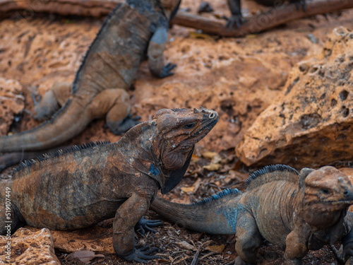 Brown iguanas in the wild  nature park. Lizard colony  close-up