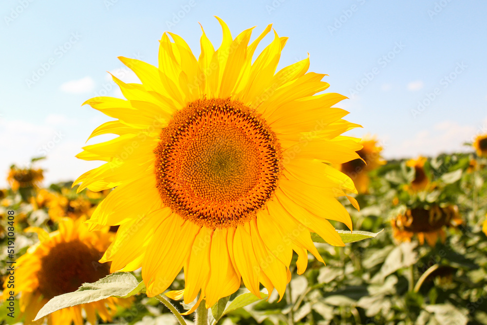 Sunflower in the field on a sunny day Sunflower in the field on a sunny day