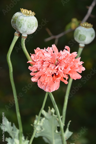 Seed Pods and Flowering Pink Poppy in a Garden