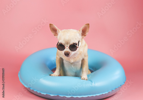 cute brown short hair chihuahua dog wearing sunglasses  standing in blue swimming ring, isolated on pink background.