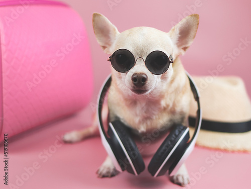 brown short hair chihuahua dog wearing sunglasses and headphones around neck  sitting  on pink background with travel accessories  pink suitcase and straw hat.