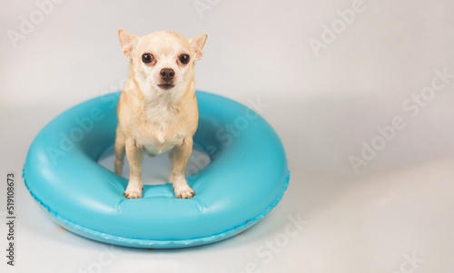 cute brown short hair chihuahua dog  standing in blue swimming ring, isolated on white background.