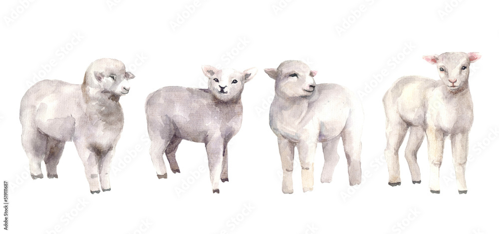Fototapeta premium Watercolor cute sheep set. Festival greeting islamic. Watercolor graphic animal cartoon sheep. Poster design. Sheep drawing sheep creative watercolor background
