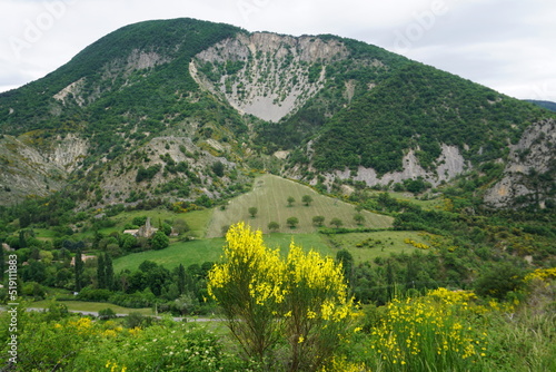 landscape with yellow broom flowers and trees in south of france