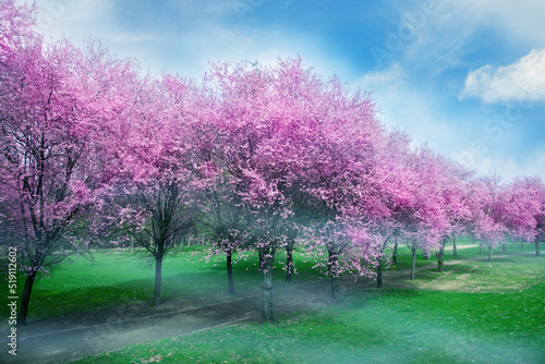 Cherry Blossom Garden Wallpapers, Cherry Blossom Garden Backgrounds, Cherry Blossoms Flowers Are Blooming in Spain Valladolid, cherry blossom garden nature photography