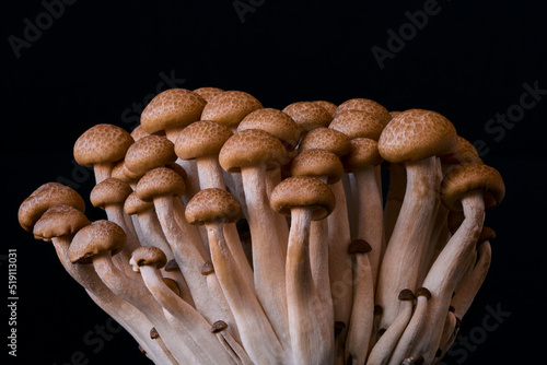 mushrooms grow on a black background, an ingredient for cooking