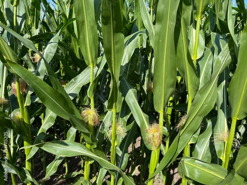 fresh green corn in the cornfield