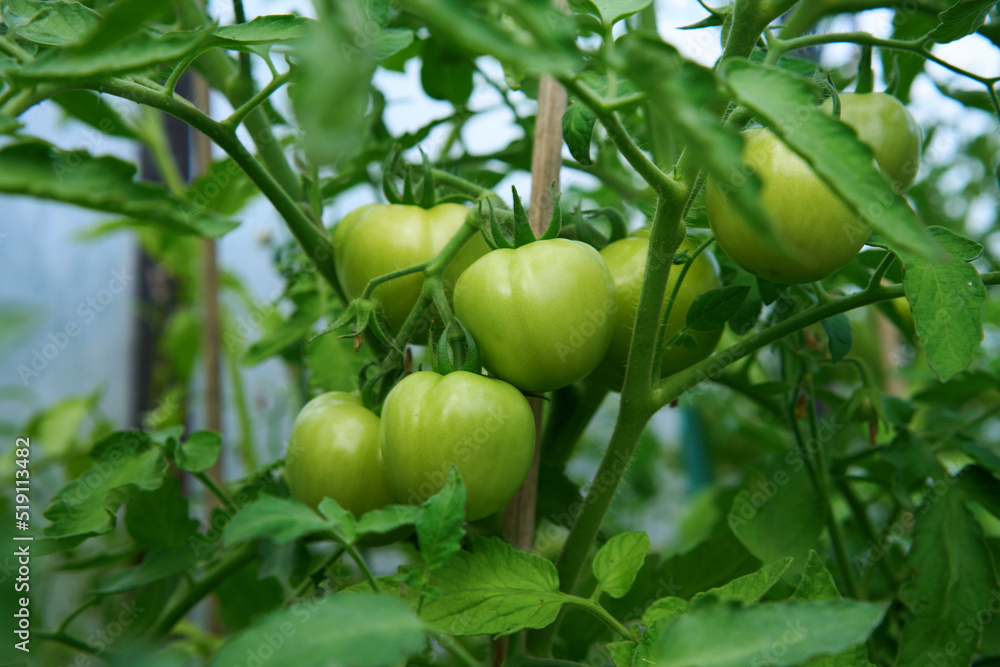 Green tomatoes. Tomato bushes in the greenhouse