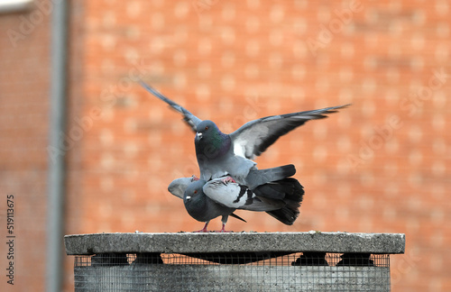 copula de palomas en el tejado