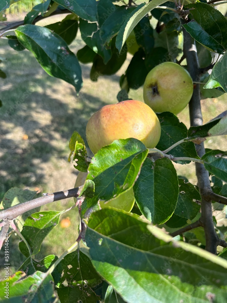 Fresh apples on the tree branches, organic apples Fresh apples on the tree branches, organic apples