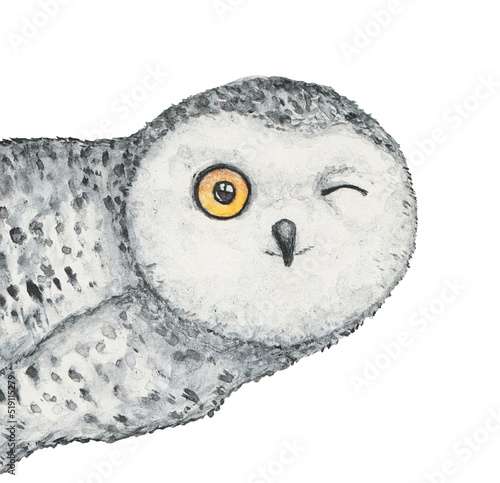 Fotografie Watercolour drawing of cute winking snowy owl, peeking around the corner