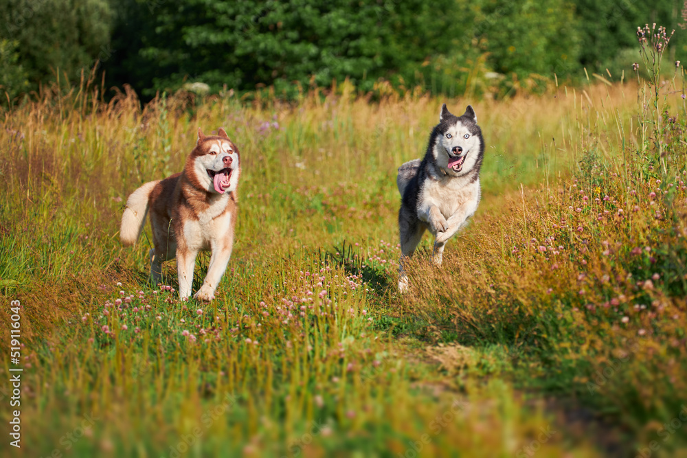 Husky dogs have fun playing on a walk in the park. Husky dogs quickly rush forward and look at the camera