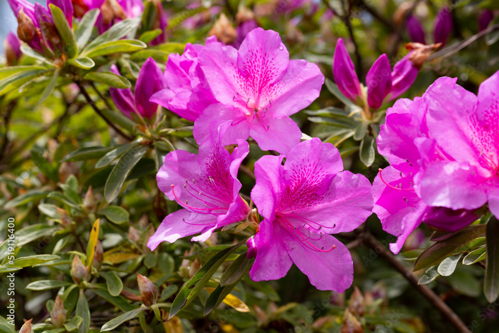 Close up on the purple flowers of azalea japonica Konigstein - japanese azalea. Pistil and stamens are visible,