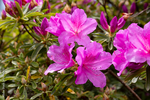 Close up on the purple flowers of azalea japonica Konigstein - japanese azalea. Pistil and stamens are visible,