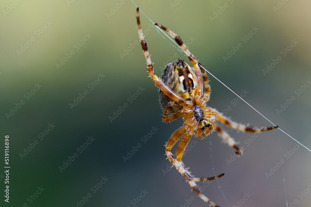 Close-up macro shot of a European cruciform garden spider, Araneus diadematus, sitting in a cobweb Close-up macro shot of a European cruciform garden spider, Araneus diadematus, sitting in a cobweb
