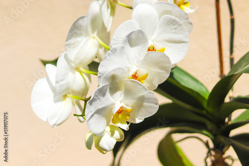 A white faux orchid on the pink wall background. Home decoration elements.