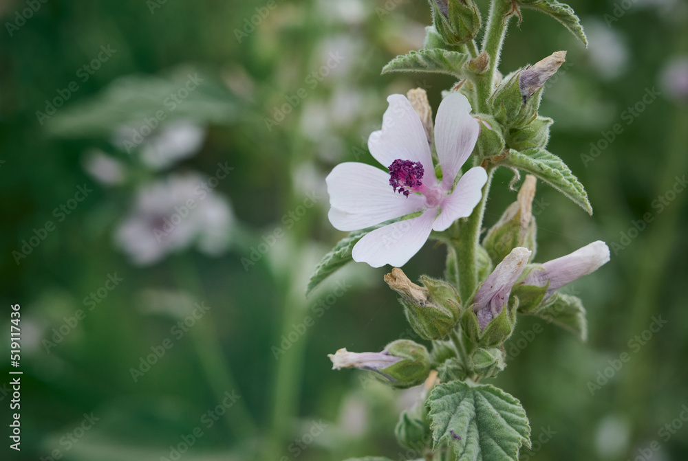 Wild flower Althaea officinalis in the garden.