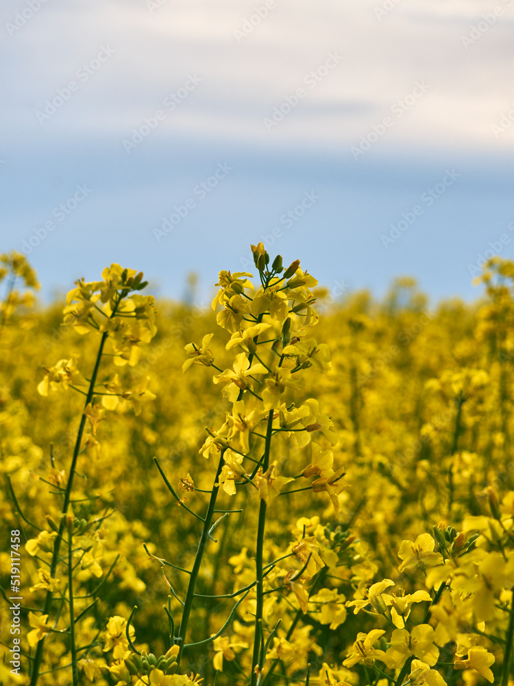 Scenic rural landscape with yellow rape. Yellow flower with blue sky.
