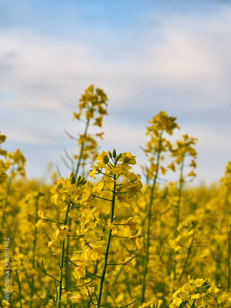 Scenic rural landscape with yellow rape. Yellow flower with blue sky. Scenic rural landscape with yellow rape. Yellow flower with blue sky.