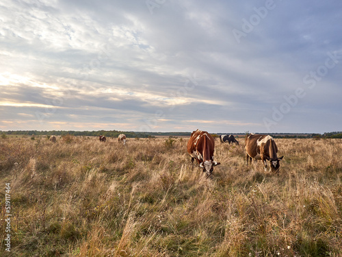 Cows grazing in natural pasture on a cloudy day. © Kulbabka