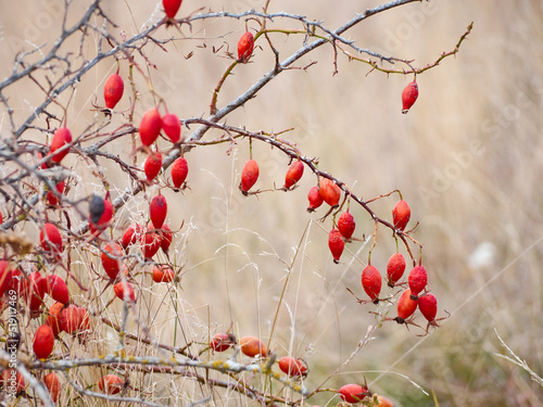 Rose hip on bush close-up. photo