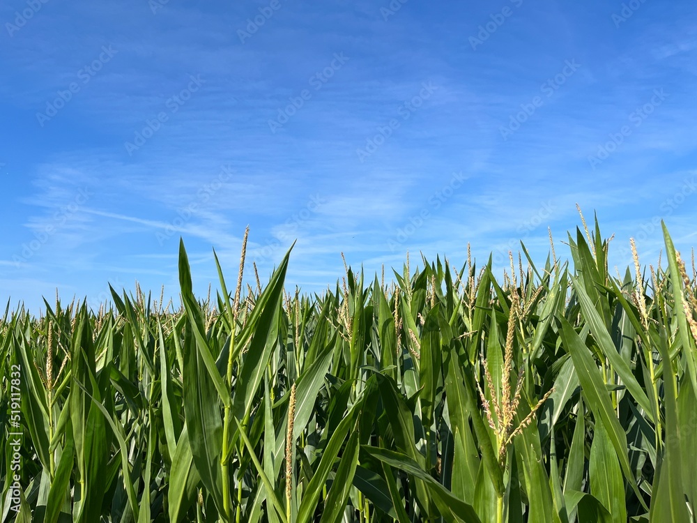 Green cornfield and blue sky background Green cornfield and blue sky background