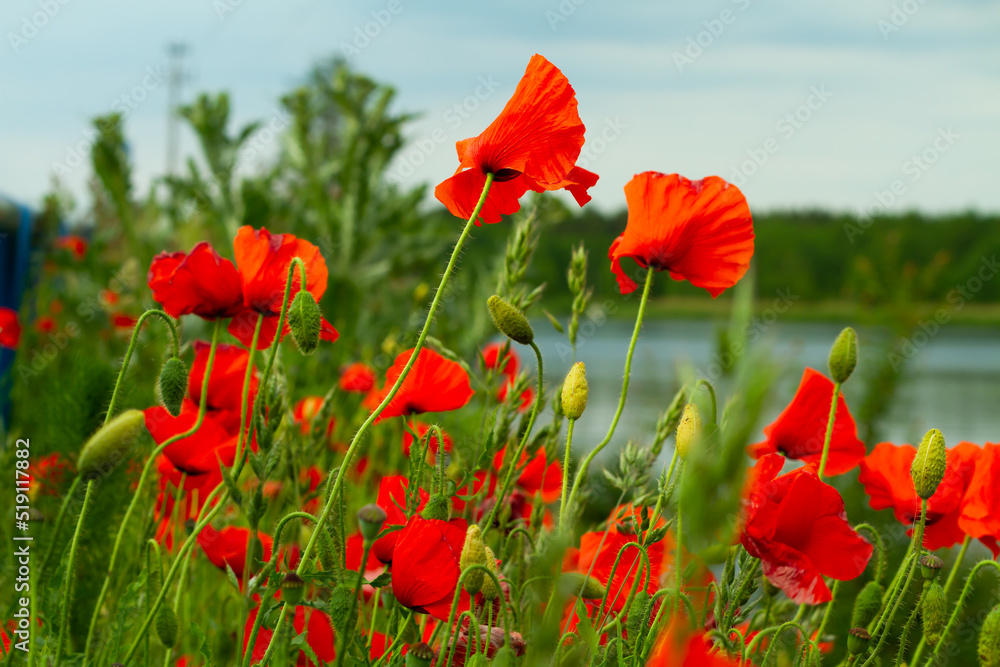 Obraz premium slope meadow near river covered by poppy flowers