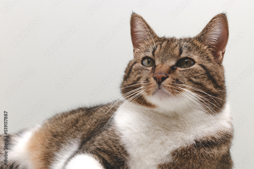 Shorthair domestic tabby cat lying in front of gray background and looking up. Place for text. Selective focus.