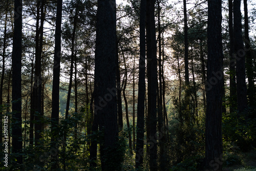 Dark forest during the day