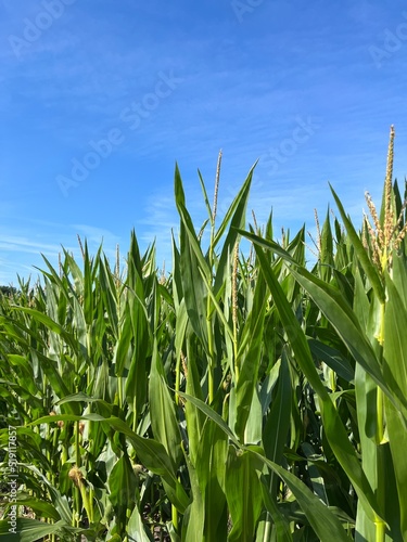 Green cornfield and blue sky background