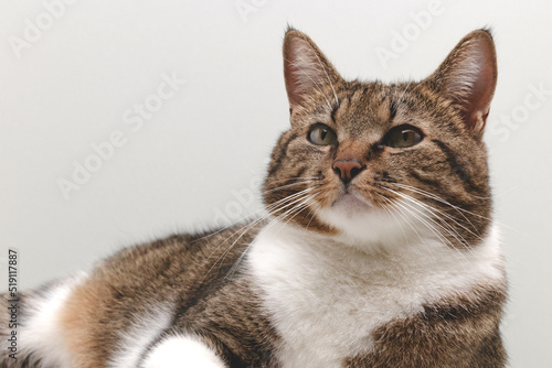 Shorthair domestic tabby cat lying in front of gray background and looking up. Place for text. Selective focus. © rorygezfresh