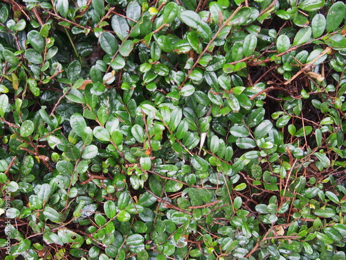 青々とした雨に濡れた緑の葉の群生 © kaedesyrup