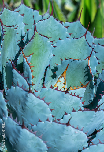 Macro of agave succulent plant in the garden
