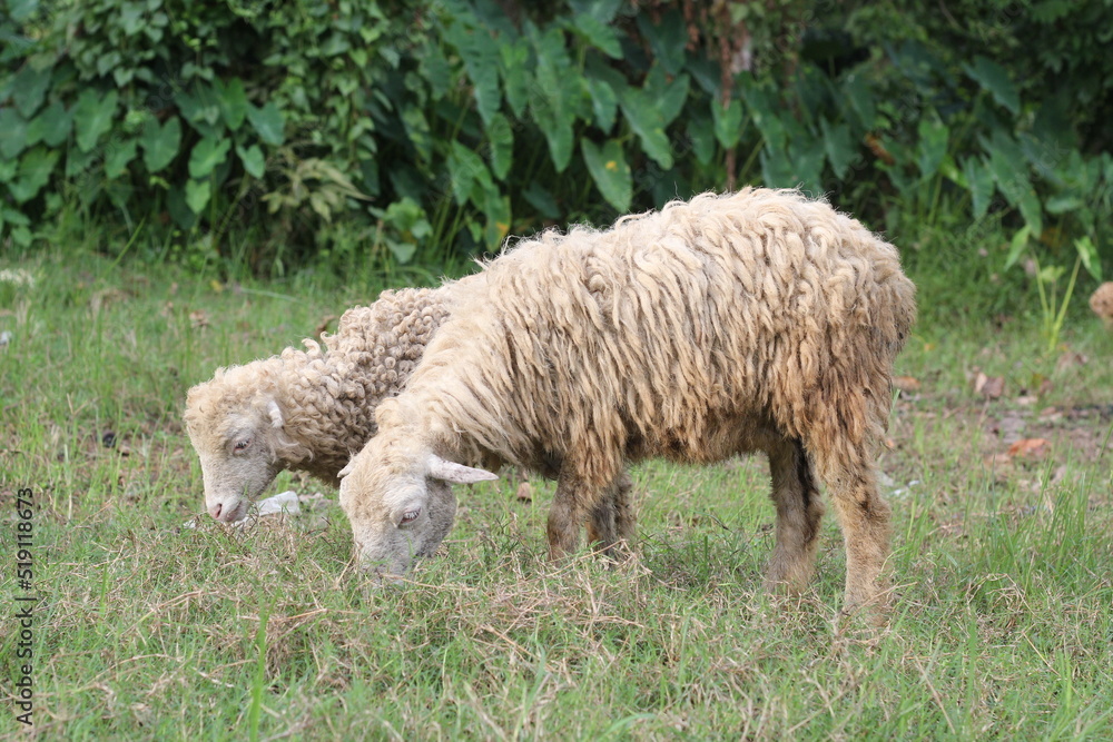 Flock of sheep grazing on a meadow, sheep eating grass on a farmland Flock of sheep grazing on a meadow, sheep eating grass on a farmland