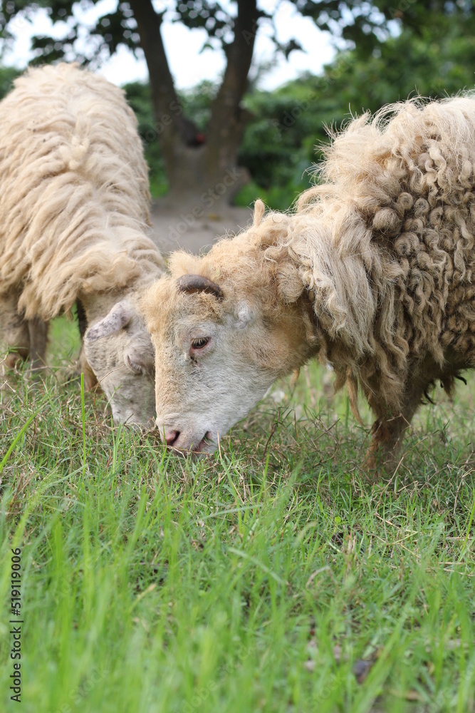 Closeup shot of a flock of sheep eating grass, a flock of sheep grazing on a meadow Closeup shot of a flock of sheep eating grass, a flock of sheep grazing on a meadow