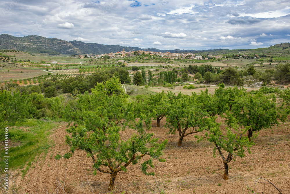 Views of olive trees and Ulldemolins village in Priorat area, Catalonia, Spain