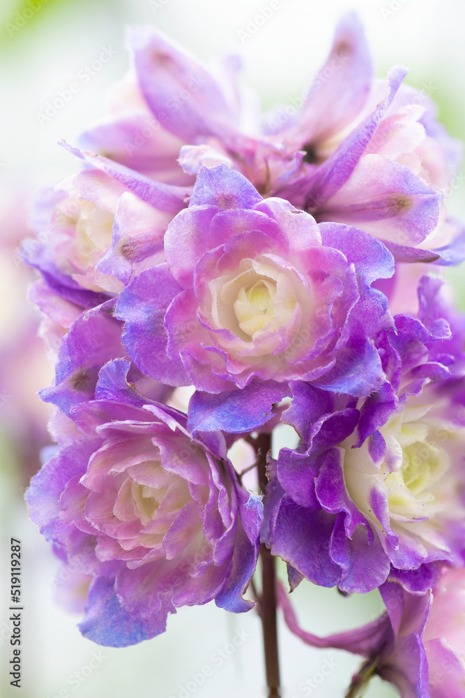 Larkspur purple surprise (Delphinium 'Purple Surprise')