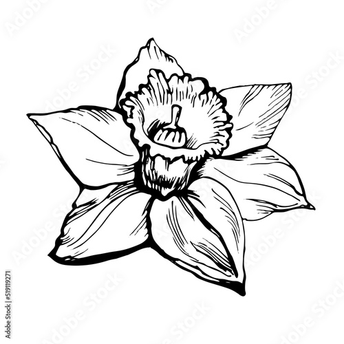 Design element of black and white contour sketch of outline daffodil flower in full bloom isolated on white. For create floral card, textile print, embroidery, napkins, packaging, wedding invitation