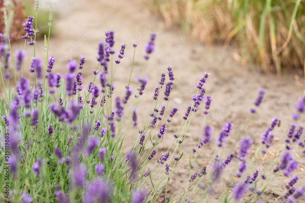 Naklejka premium Lavender purple flowers lit by sunlight. Lavender fields, Provence, France. Aromatherapy. Nature Cosmetics. Concept of beauty and aromatherapy. Selective focus on bush lavender flower in flower garden