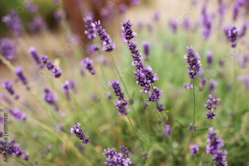 Lavender purple flowers lit by sunlight. Lavender fields  Provence  France. Aromatherapy. Nature Cosmetics. Concept of beauty and aromatherapy. Selective focus on bush lavender flower in flower garden