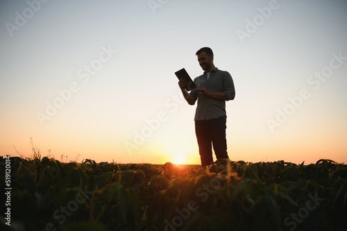 Agronomist inspecting soya bean crops growing in the farm field. Agriculture production concept. young agronomist examines soybean crop on field in summer. Farmer on soybean field. © Serhii