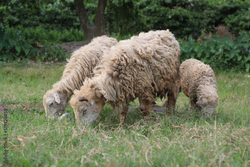 Flock of sheep grazing on a meadow, sheep eating grass on a farmland Flock of sheep grazing on a meadow, sheep eating grass on a farmland