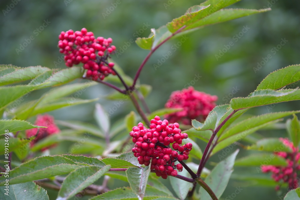 red elderberry berries